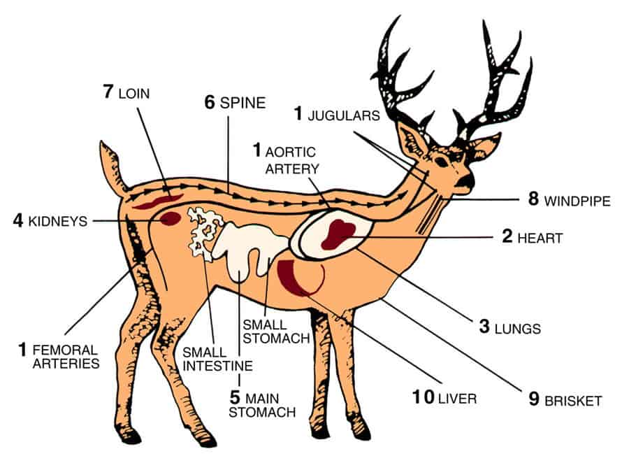 Where To Aim on A Deer