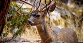 What do Deer Like to Eat?