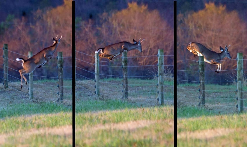 How High Can A Whitetail Deer Jump 