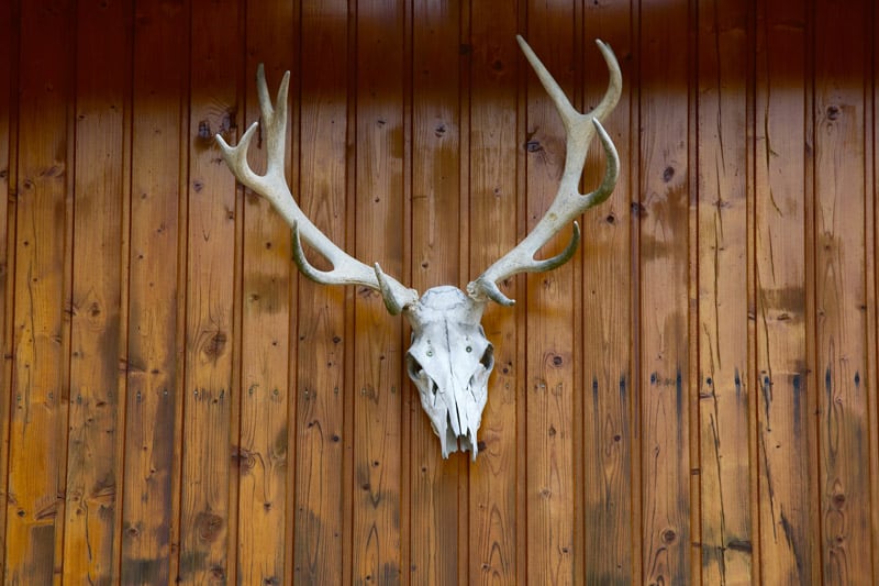 Deer skull on wall