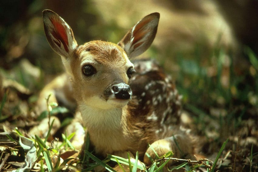 When Do Fawns Lose Their Spots?