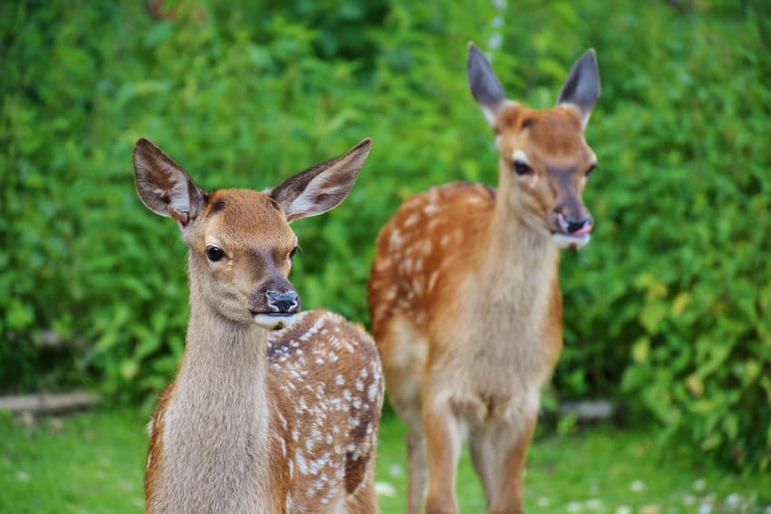 When Do Fawns Lose Their Spots?