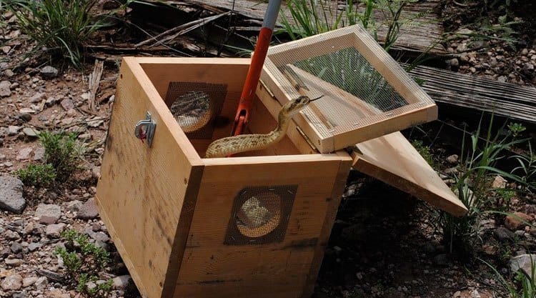The wooden box snake trap