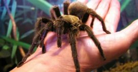 5 Common House Spiders and How To Treat Spider Bites